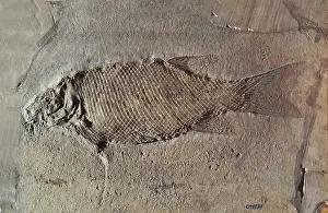 Primitive: Lepidotus ovatus fossil