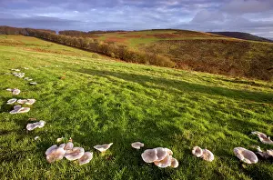 Lepista: Lepista panaeola Fungi - (formerly Lepista luscina)