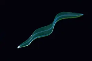 Slim: Leptocephalus Eel Larva