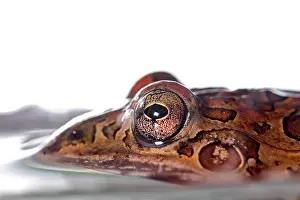 Fusca: Leptodactylus fuscus in water isolated on a