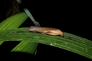 Katydid: Leptotettix voluptarius