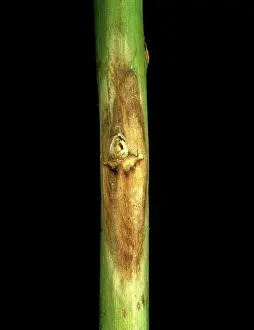 Aubergine: Lesions on eggplant