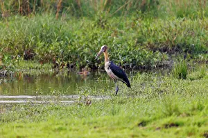 Assam: Lesser adjutant