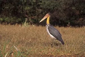 Adjutant: Lesser Adjutant Stork
