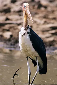 Adjutant: Lesser Adjutant Stork