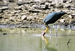 Adjutant: Lesser Adjutant Stork