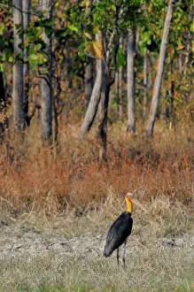 Cambodian: Lesser Adjutant Stork