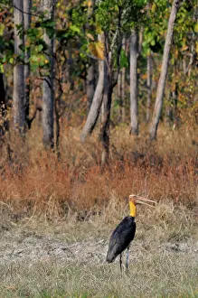 Cambodian: Lesser Adjutant Stork