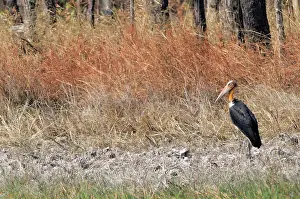 Mondulkiri: Lesser Adjutant Stork