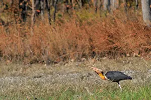 Cambodian: Lesser Adjutant Stork