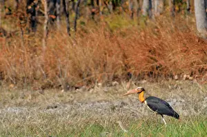 Cambodian: Lesser Adjutant Stork