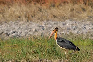 Cambodian: Lesser Adjutant Stork