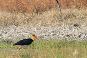 Cambodian: Lesser Adjutant Stork