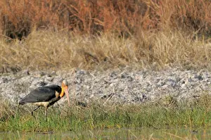 Cambodian: Lesser Adjutant Stork