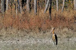 Cambodian: Lesser Adjutant Stork