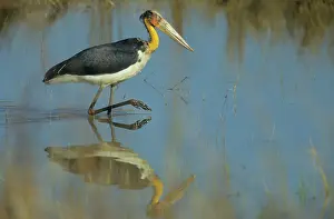 Adjutant: Lesser Adjutant Stork fishing