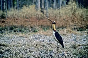 Leptoptilos: Lesser Adjutant Stork (Leptoptilos javanicus)