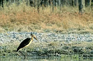 Leptoptilos: Lesser Adjutant Stork (Leptoptilos javanicus)