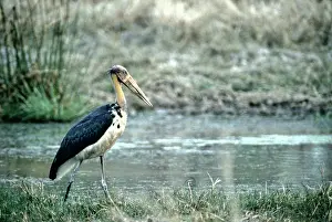 Leptoptilos: Lesser Adjutant Stork (Leptoptilos javanicus)