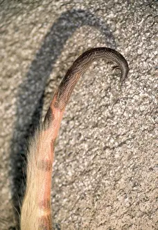 Anteaters: Lesser Anteater - prehensile tail