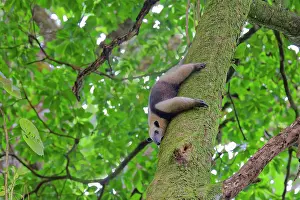 Anteater: Lesser Anteater Tamandua tetradactyla La Fortuna, Costa Rica
