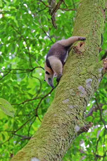 Anteater: Lesser Anteater Tamandua tetradactyla La Fortuna, Costa Rica
