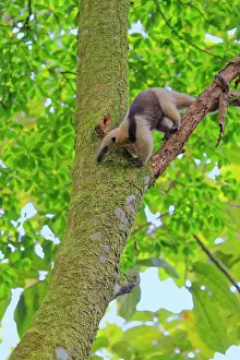 Anteater: Lesser Anteater Tamandua tetradactyla La Fortuna, Costa Rica