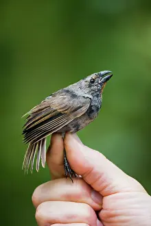 Scientist: Lesser Antillean bullfinch (Loxigilla noctis) were