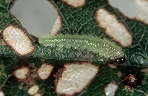 Sawfly: Lesser antler sawfly Larva