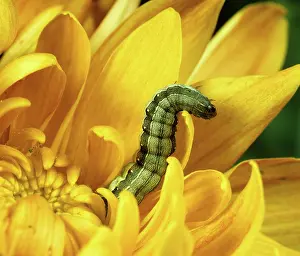 Chrysanthemum: Lesser armyworm caterpillar