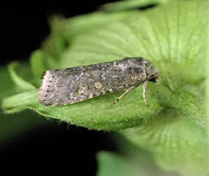 Worms: Lesser armyworm moth
