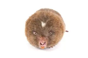Hooks: Lesser bamboo rat (Cannomys badius)