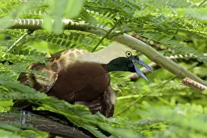 Singapore: Lesser Bird of Paradise