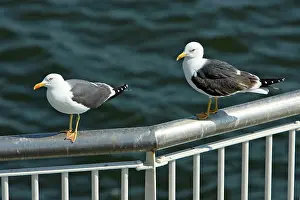 Railings: Lesser Black-Back Gull - 2 birds on ferry railings
