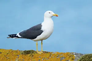 Fuscus: Lesser Black-back Gull