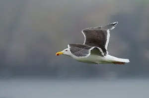 Fuscus: Lesser Black-backed Gull