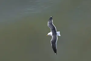 Fuscus: Lesser Black-backed Gull