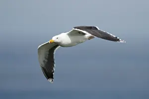 Fuscus: Lesser Black-backed Gull