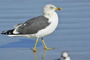Vagrant: Lesser Black-backed Gull