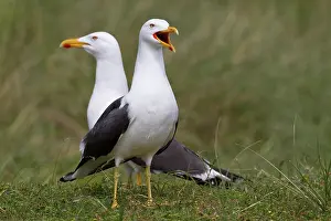 Shouting: Lesser Black-backed Gull