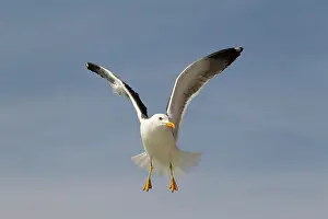 Waddenzee: Lesser Black-backed Gull