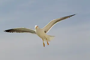 Waddenzee: Lesser Black-backed Gull