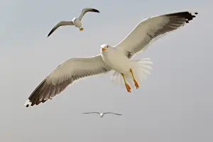 Waddenzee: Lesser Black-backed Gull