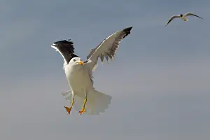 Ridibundus: Lesser Black-backed Gull
