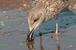 Inspecting: Lesser Black-backed Gull