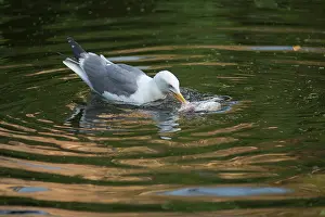 Drowned: Lesser Black-backed Gull