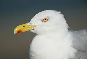 Fuscus: Lesser Black-backed Gull