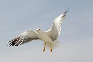 Waddenzee: Lesser Black-backed Gull