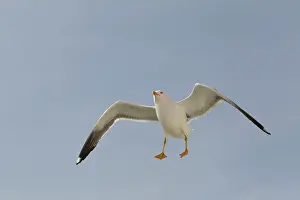 Waddenzee: Lesser Black-backed Gull