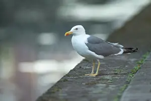 Haag: Lesser Black-backed Gull